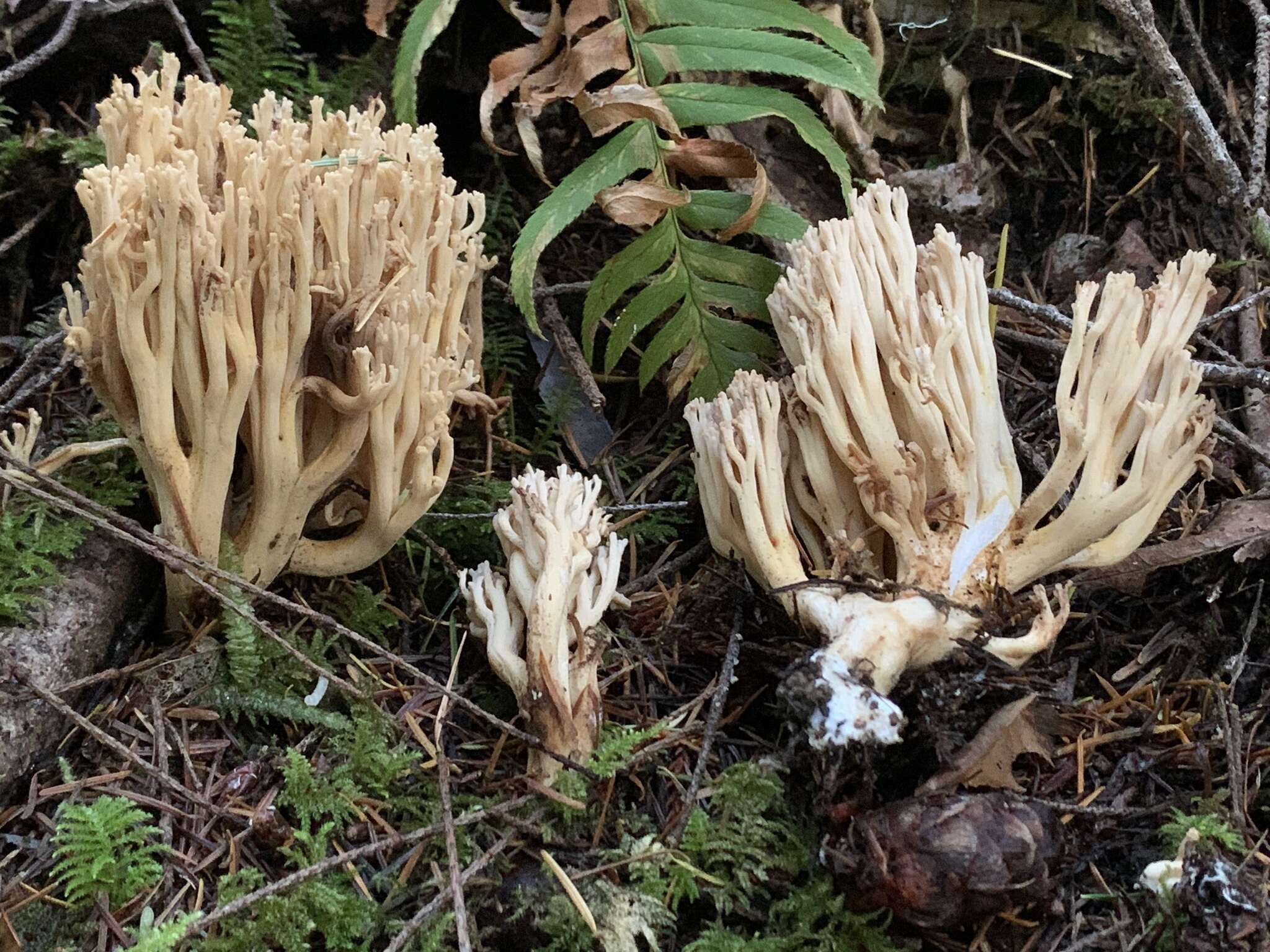 Image de Ramaria acrisiccescens Marr & D. E. Stuntz 1974