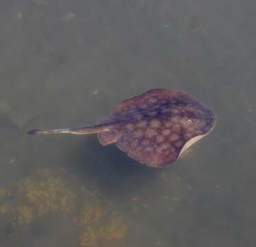 Image of Haller&#39;s round ray