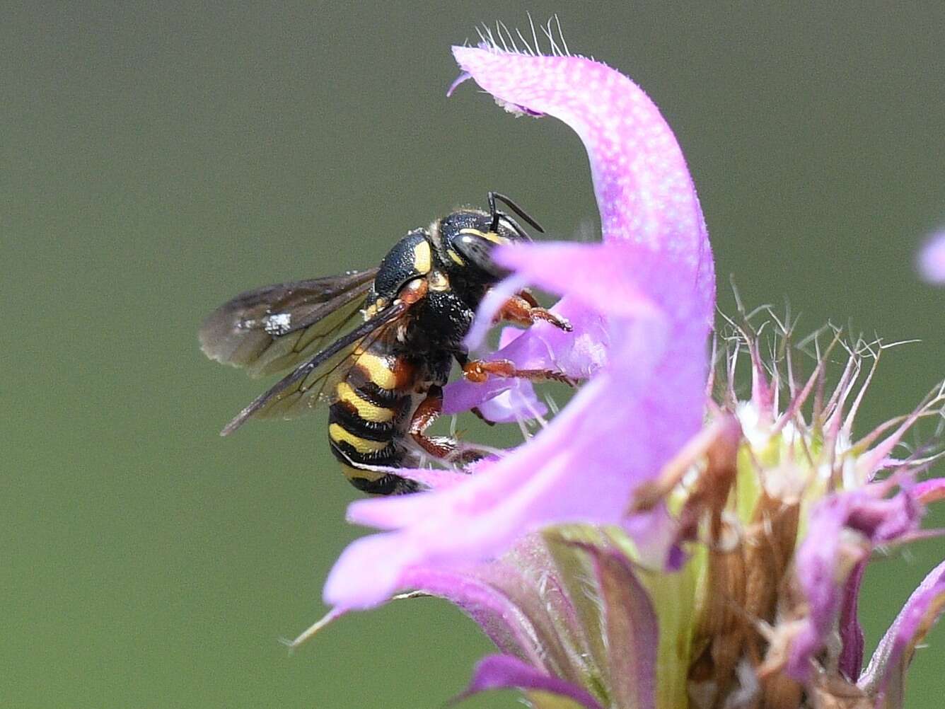 صورة Dianthidium texanum (Cresson 1878)