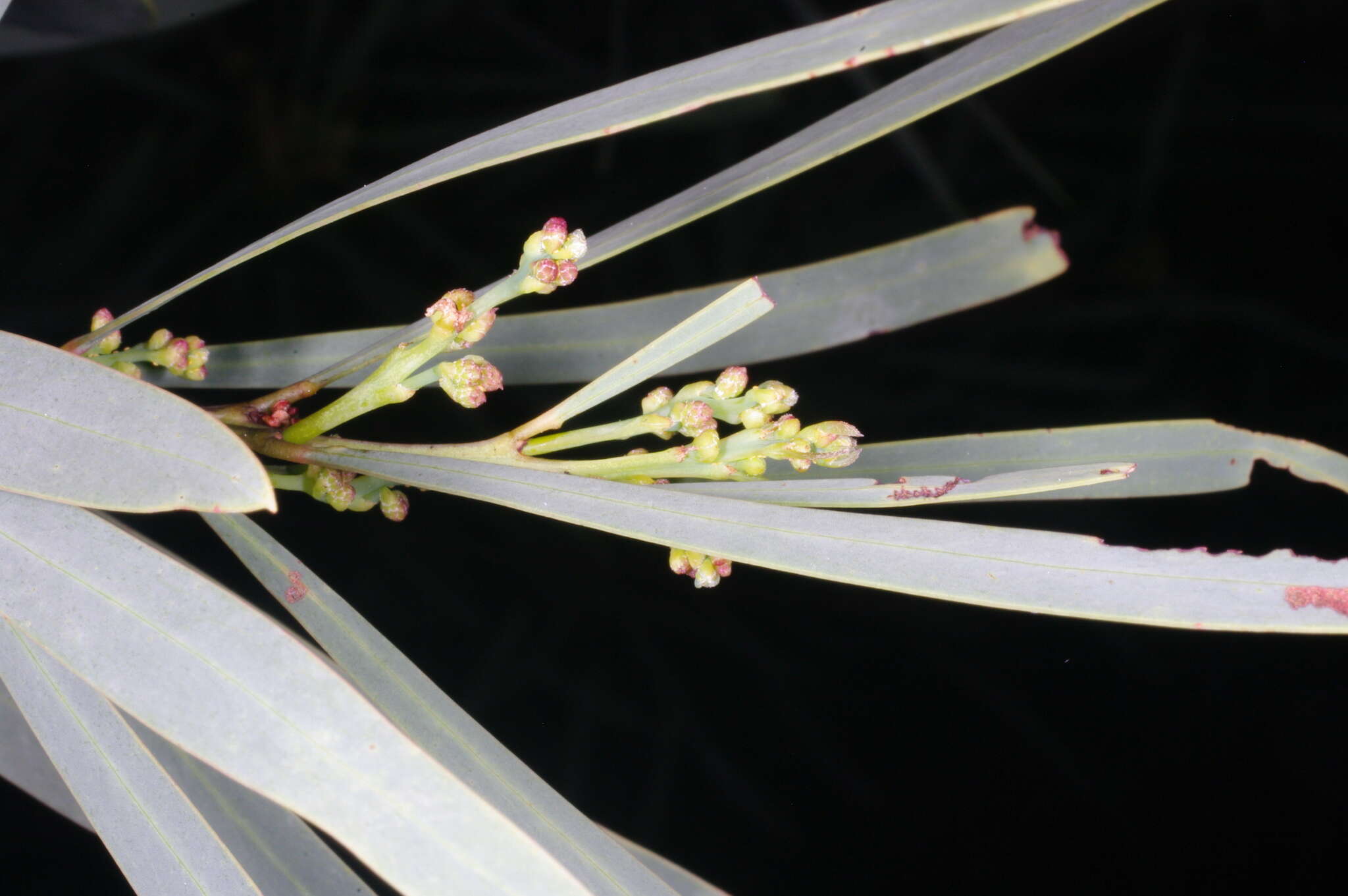 Acacia provincialis A. Camus的圖片