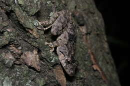 Image of Mato Grosso Snouted Treefrog