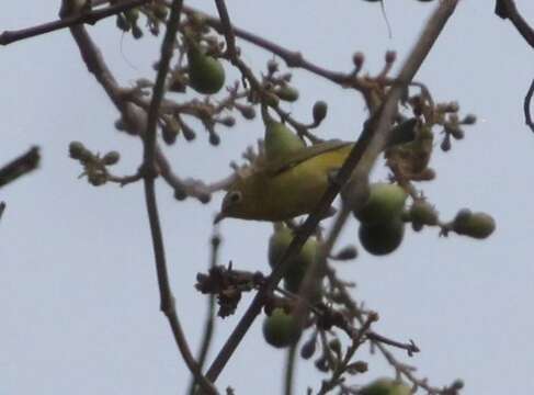 Image of Southern Yellow White-eye