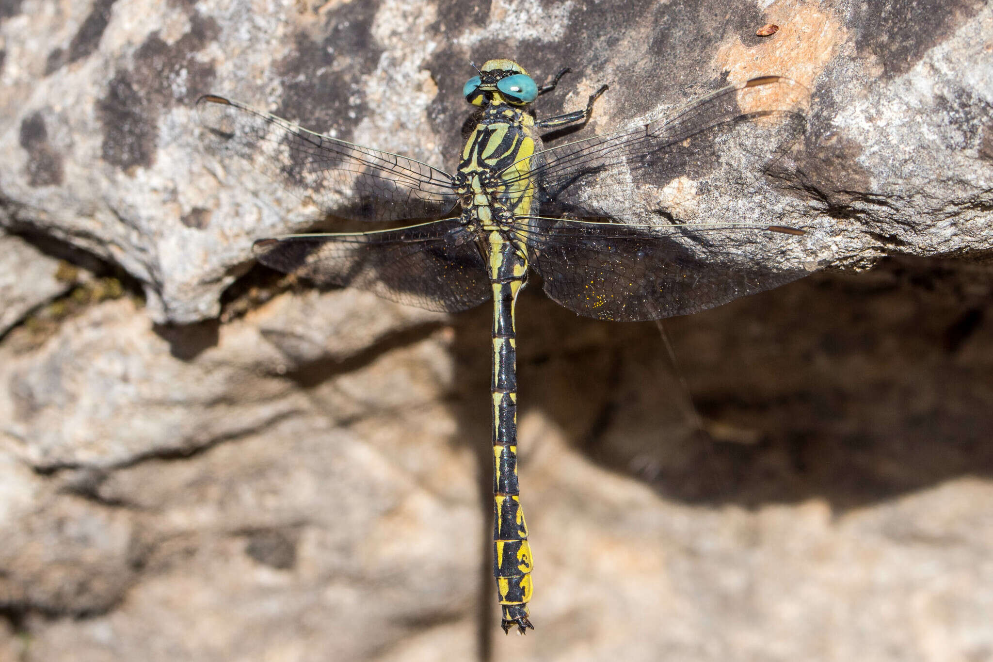 Image of Pronged Clubtail