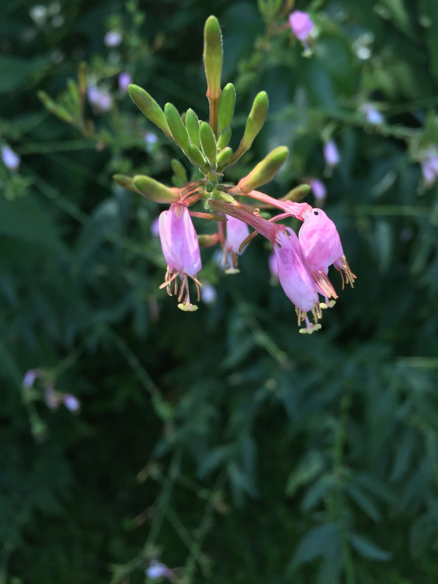 Imagem de Oenothera gaura W. L. Wagner & Hoch