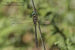 Image of Fine-lined Emerald