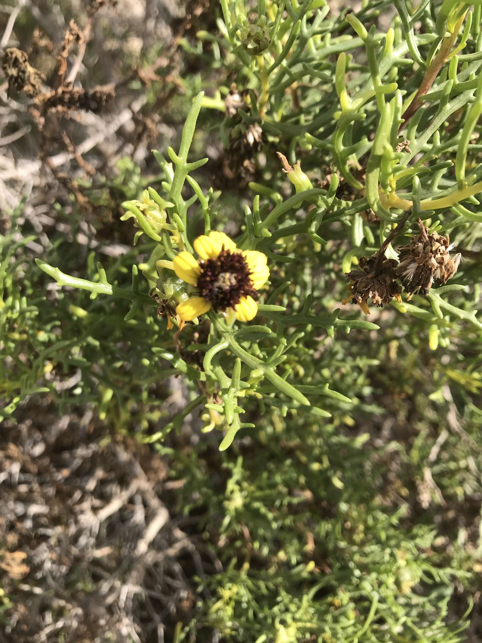 Sivun Encelia ventorum T. S. Brandeg. kuva