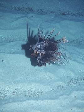 Image of Common lionfish