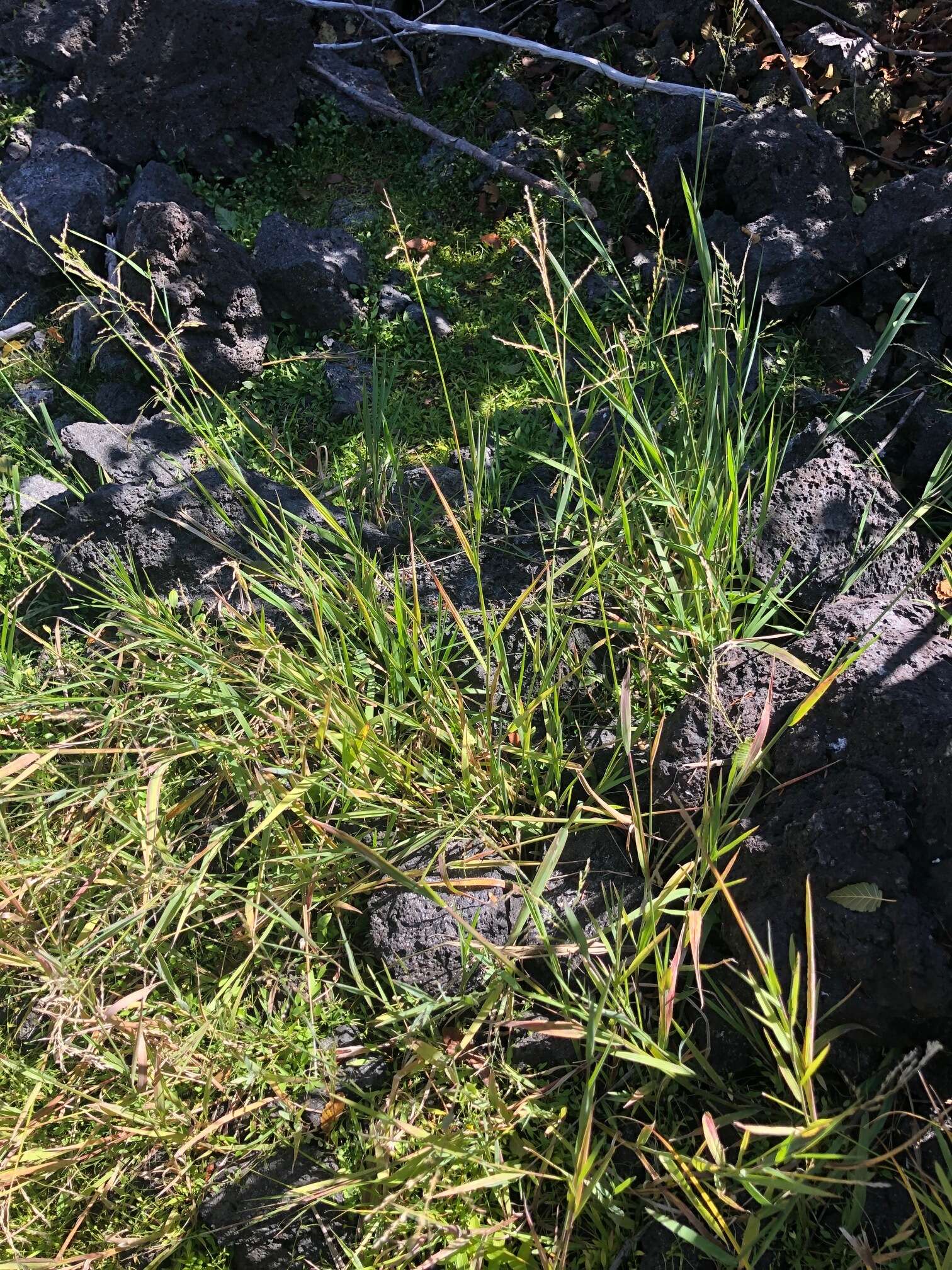 Imagem de Torreyochloa pallida var. pauciflora (J. Presl) J. I. Davis