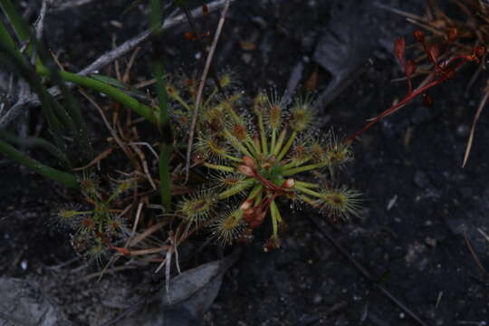 Image de Drosera dichrosepala subsp. enodes (N. Marchant & Lowrie) Schlauer