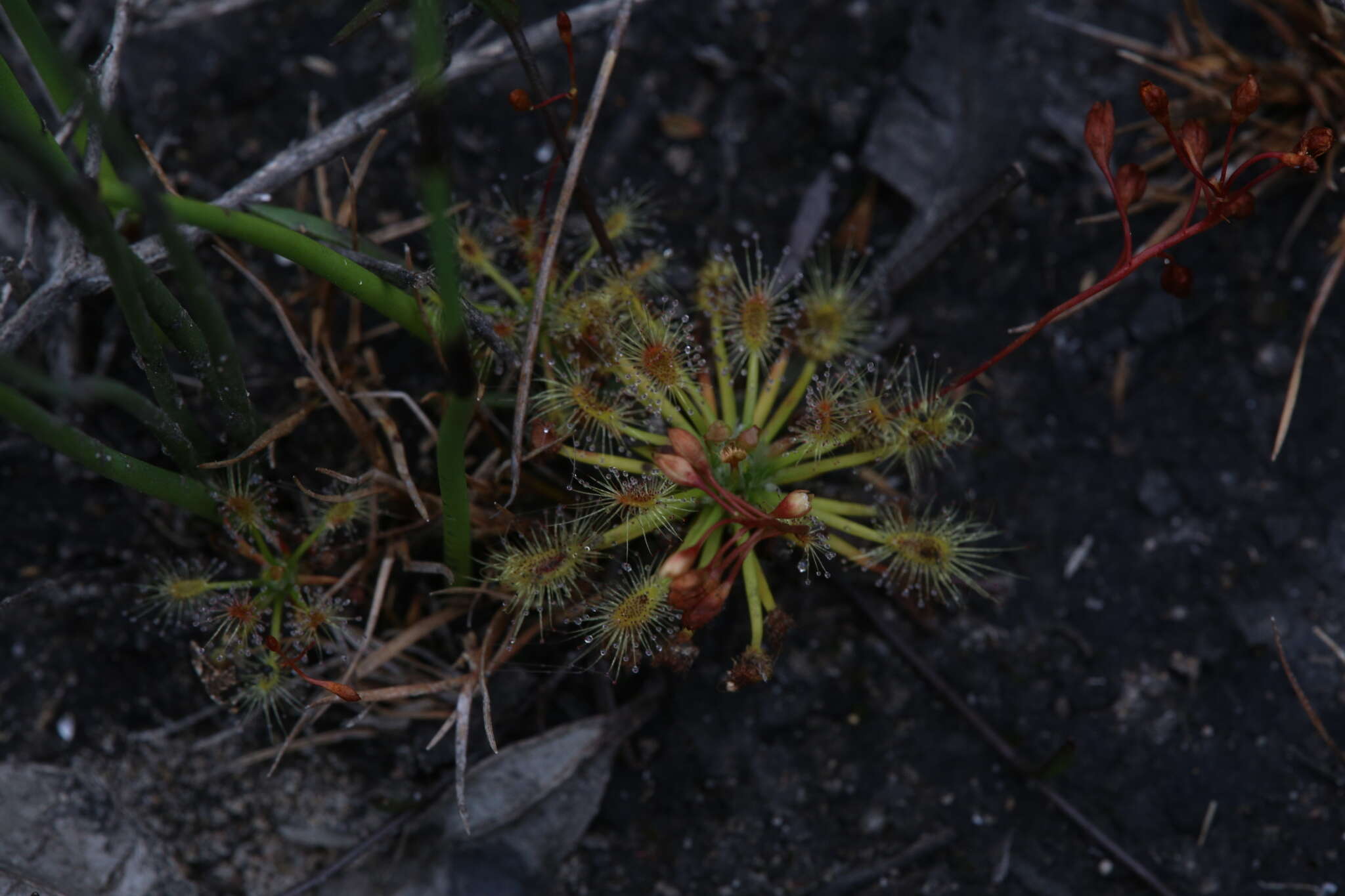 Image of Drosera dichrosepala subsp. enodes (N. Marchant & Lowrie) Schlauer