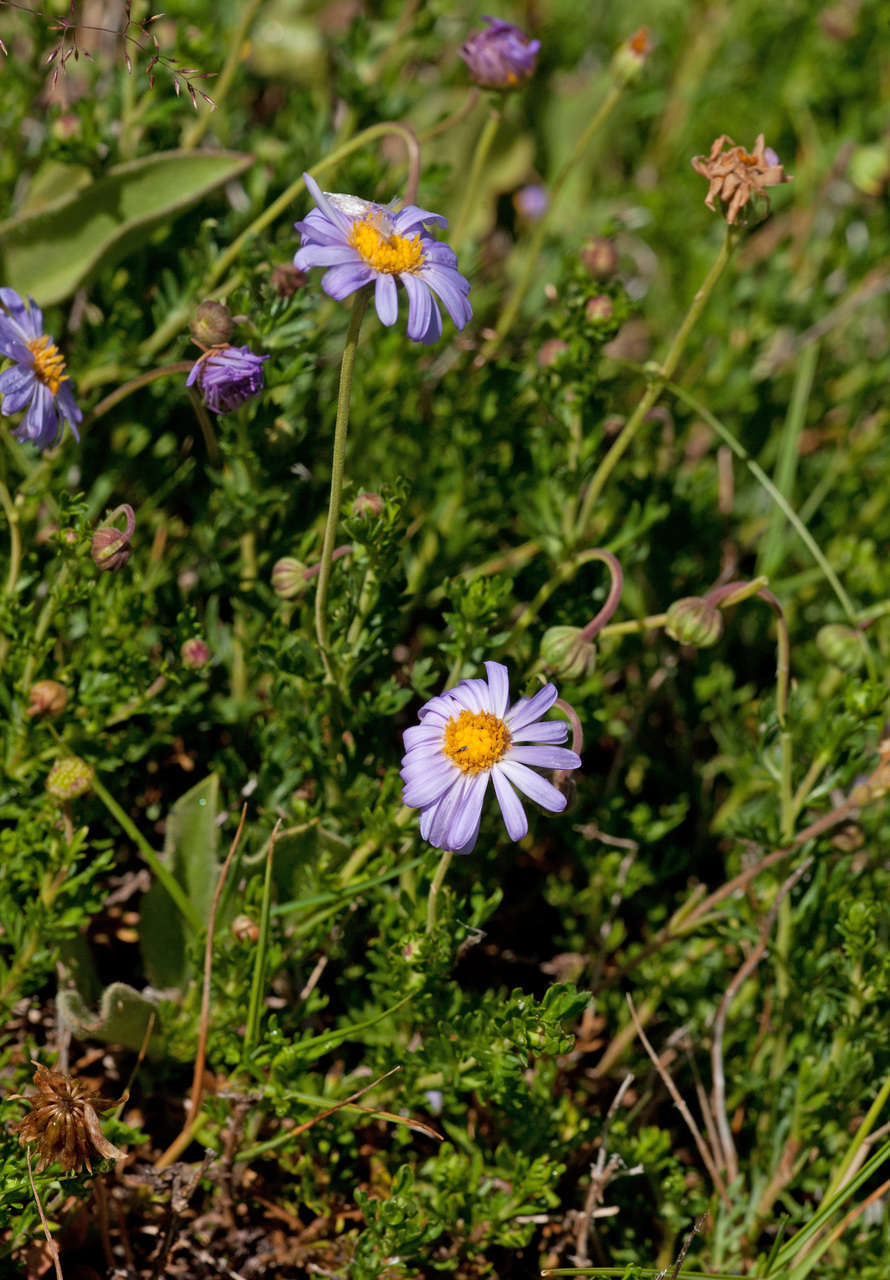 Слика од Brachyscome rigidula (DC.) G. L. Davis