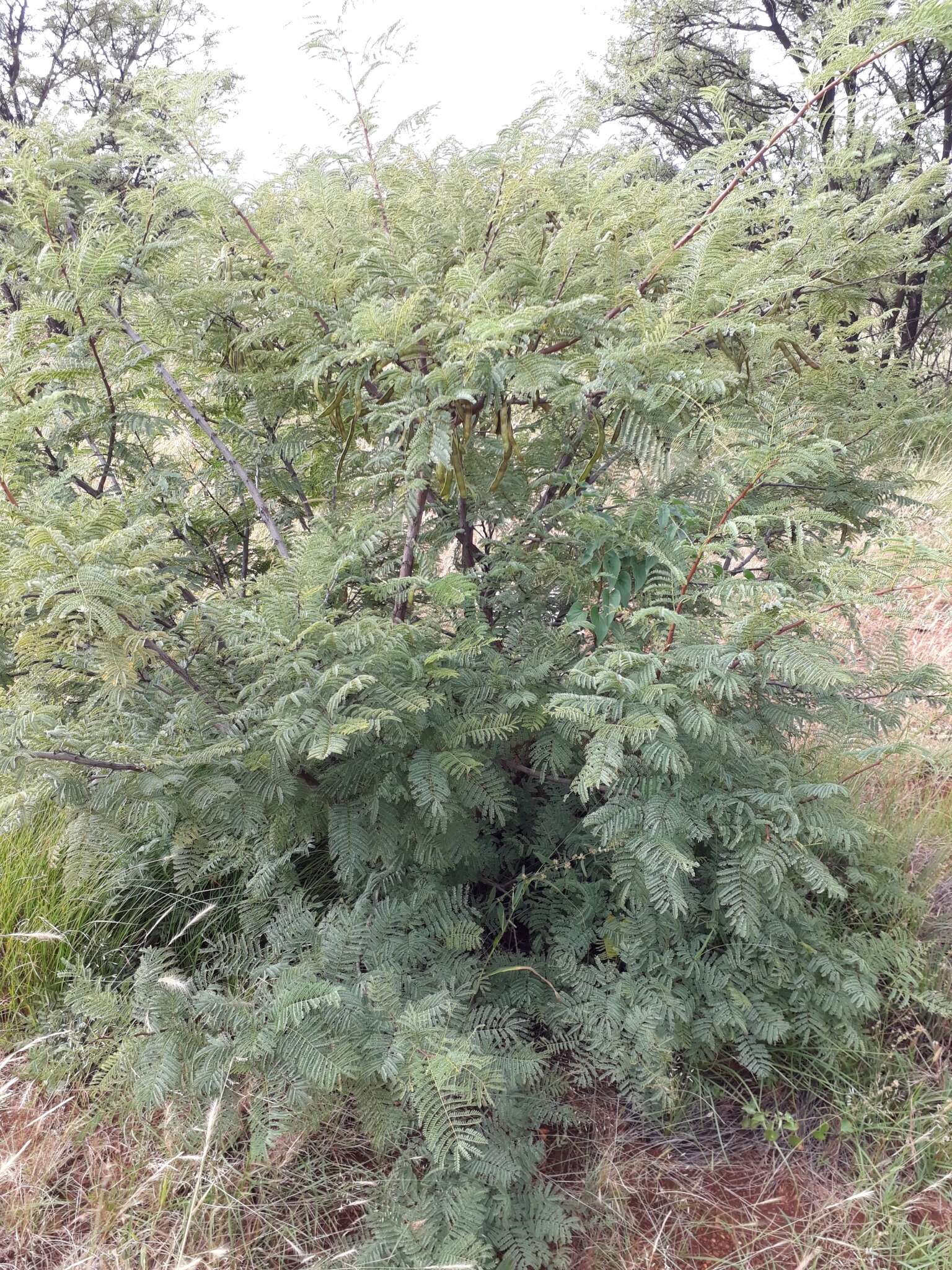 Image of Common hook-thorn Acacia