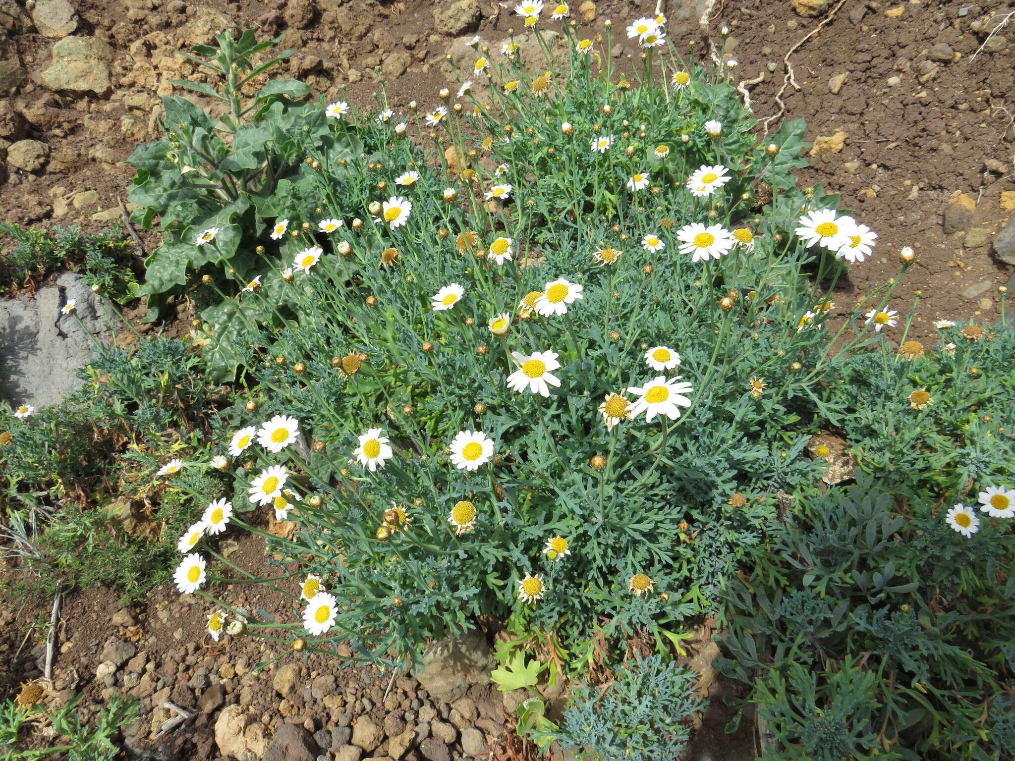 Image of Argyranthemum frutescens subsp. frutescens