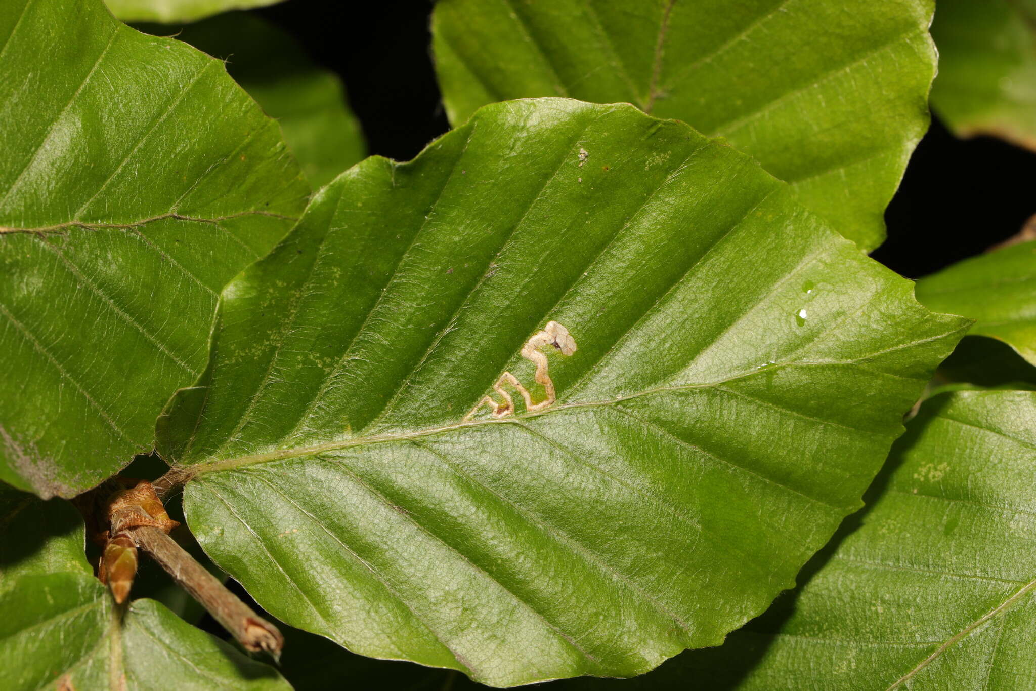 Image of Stigmella tityrella (Stainton 1854) Hering 1957