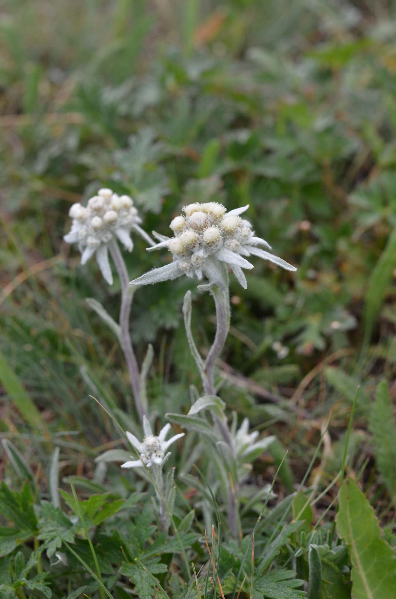 Image of Leontopodium campestre (Ledeb.) Hand.-Mazz.