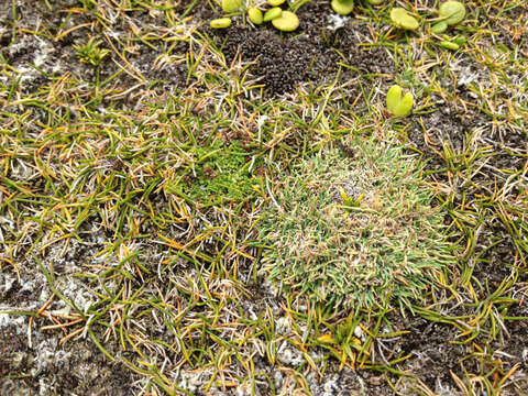 Image of Zoysia minima (Colenso) Zotov