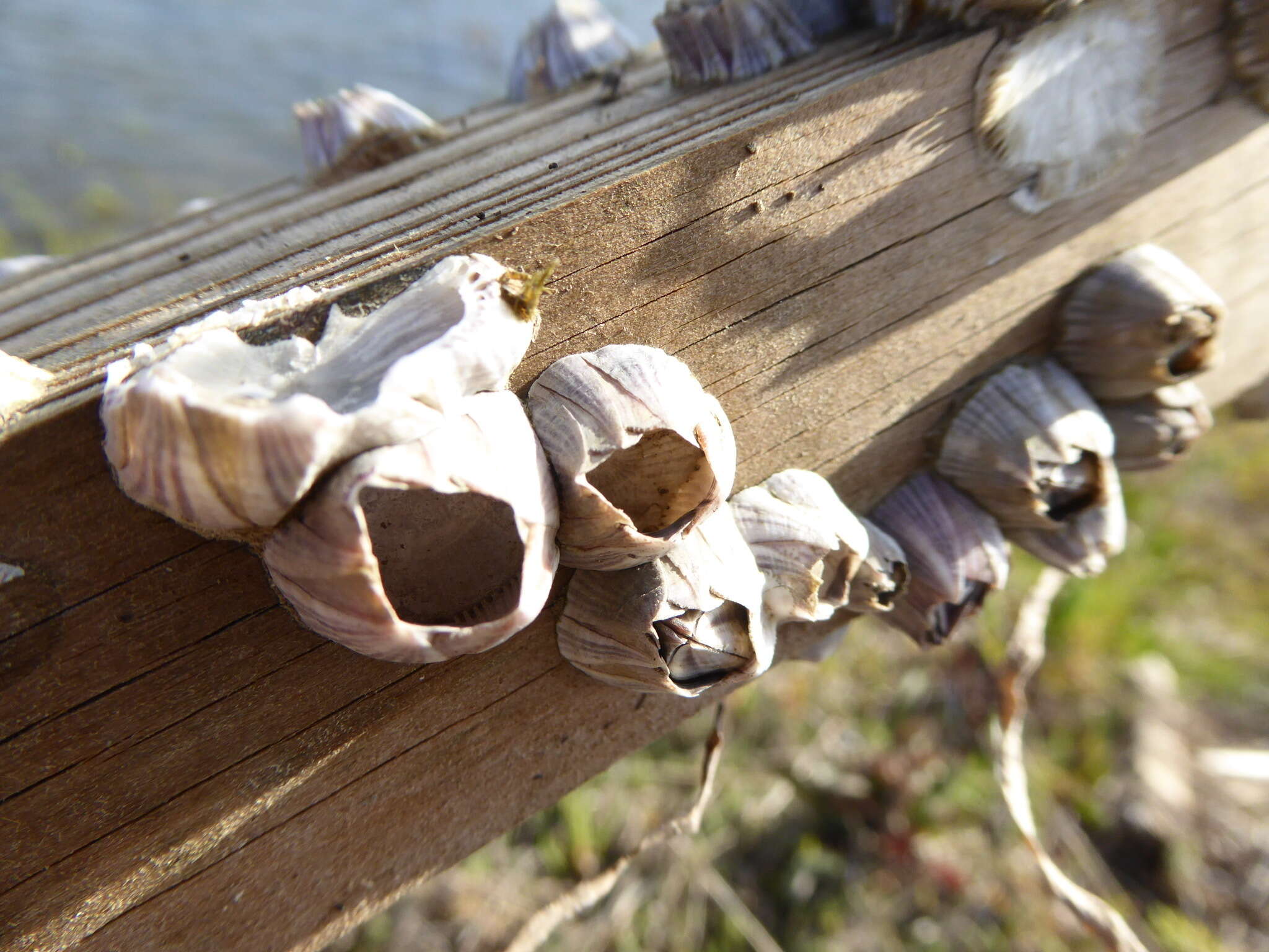 Image of Striped barnacle