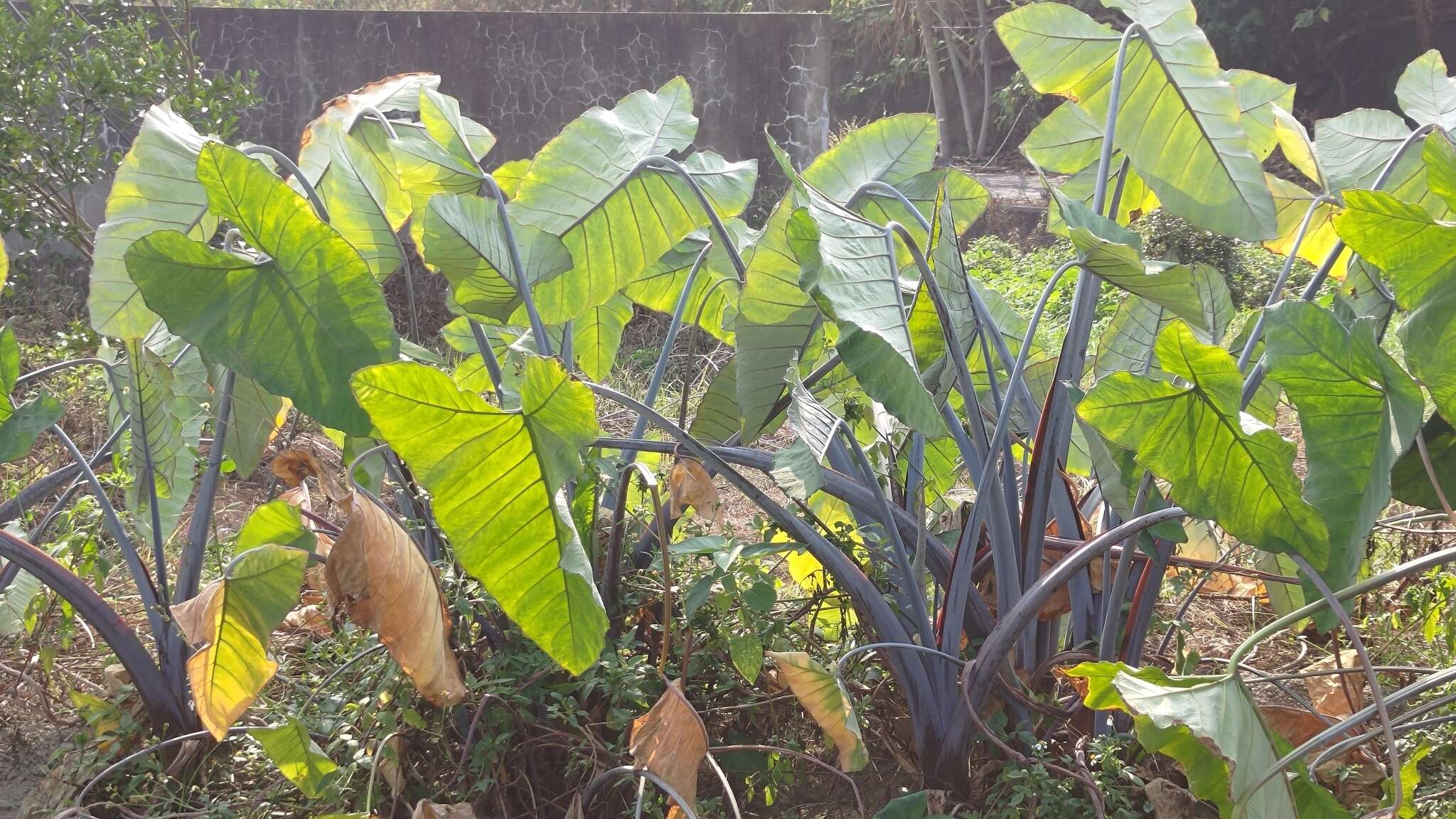 Image of arrowleaf elephant's ear