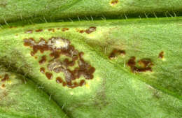 Image of Puccinia arenariae (Schumach.) J. Schröt. 1880