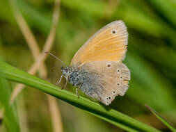 Image of Coenonympha symphita Lederer 1870