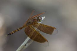 Image of Common Parasol