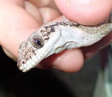 Image of Cape York Pad-tail Gecko