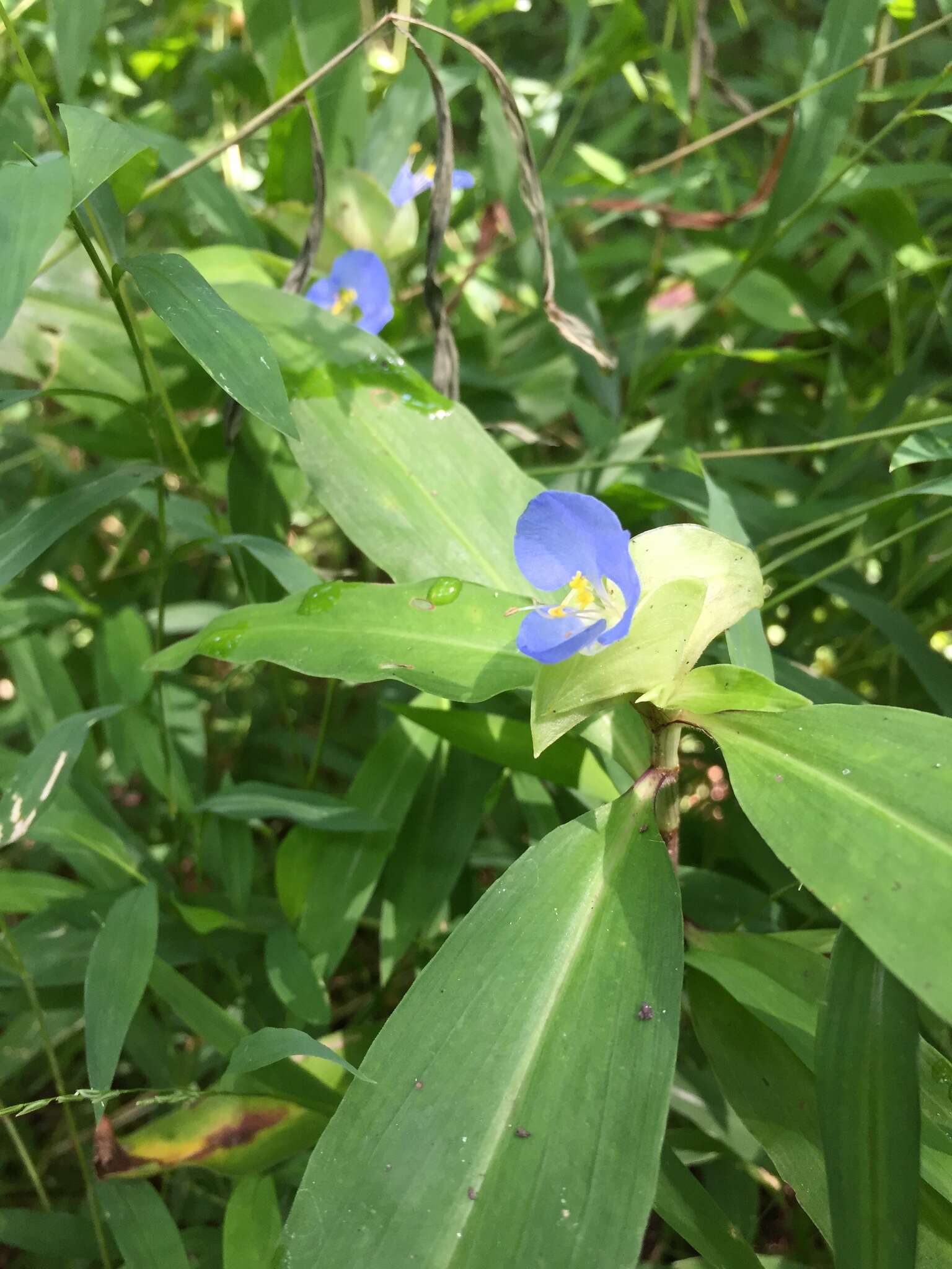 Image of Virginia dayflower