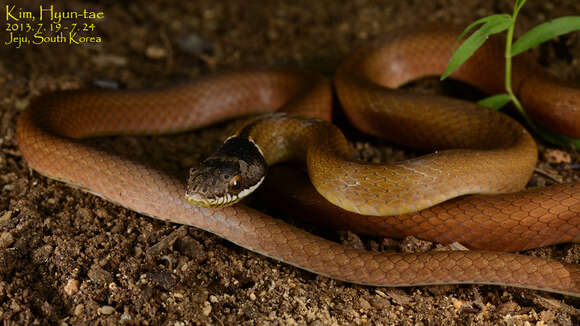 صورة Sibynophis chinensis (Günther 1889)