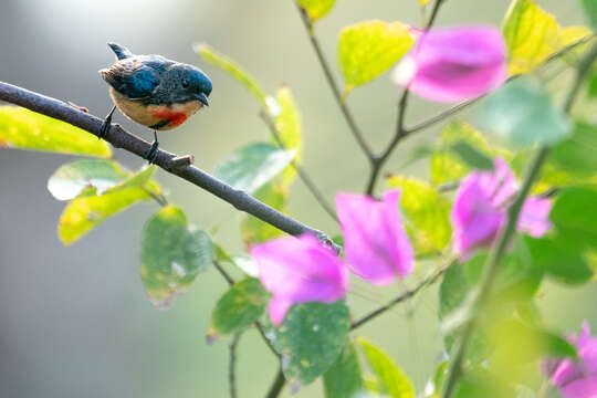 Image of Fire-breasted Flowerpecker