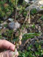 Image of Hedysarum branthii Trautv. & C. A. Mey.