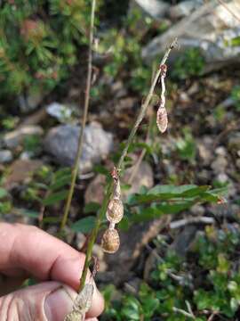 Plancia ëd Hedysarum branthii Trautv. & C. A. Mey.