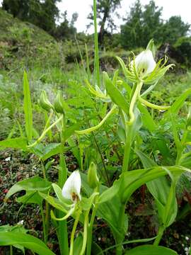 Слика од Habenaria intermedia D. Don