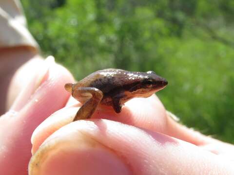 Image of Black-spotted Tree Frog