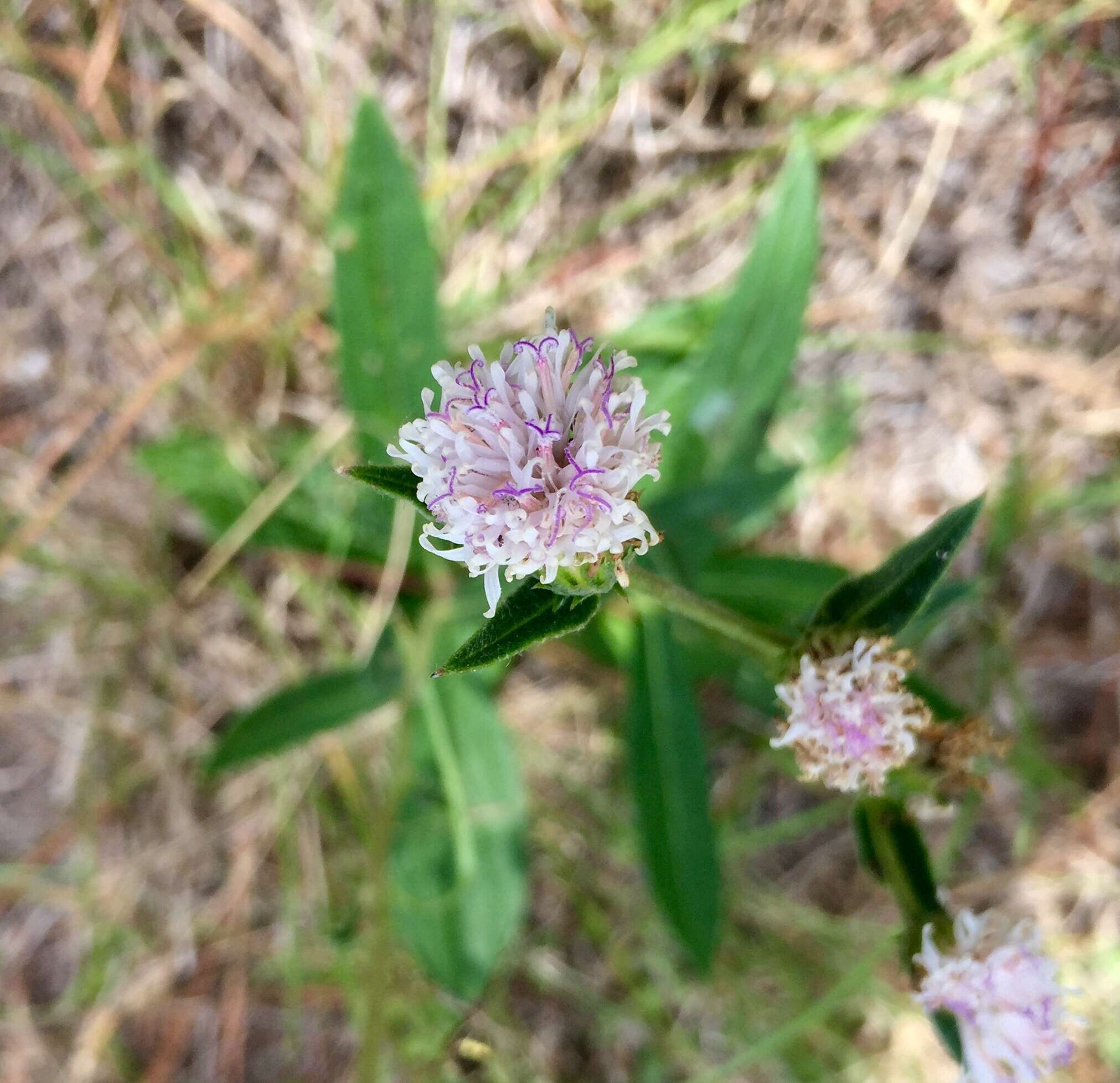 Слика од Chrysolaena flexuosa (Sims) H. Rob.