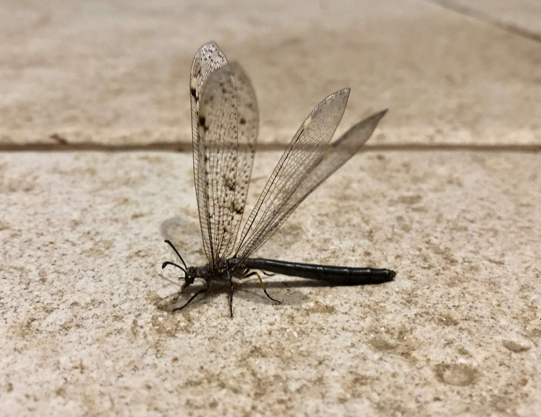 Image of New Zealand antlion