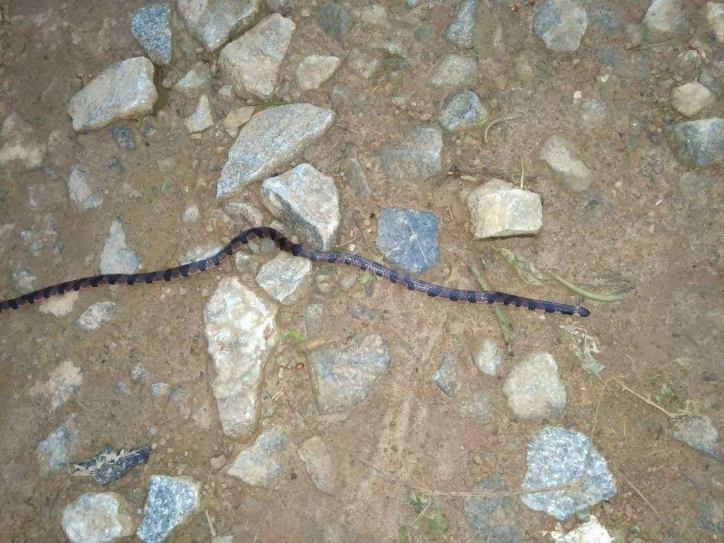 Image of Bibron's Coral Snake