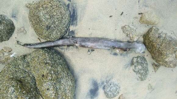 Image of Spottail moray