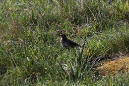 Image of Meadow Pipit