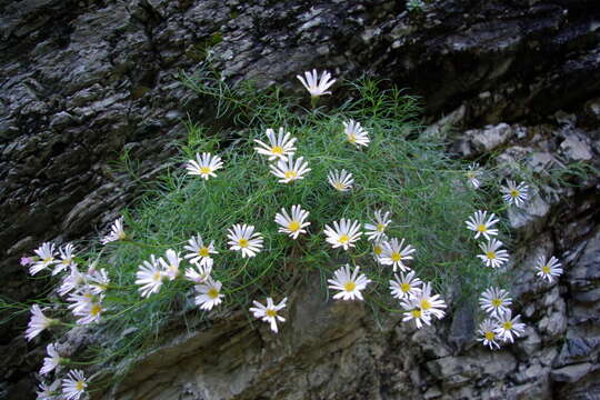 Image of Kemulariella rosea (Stev.) Tamamsch.