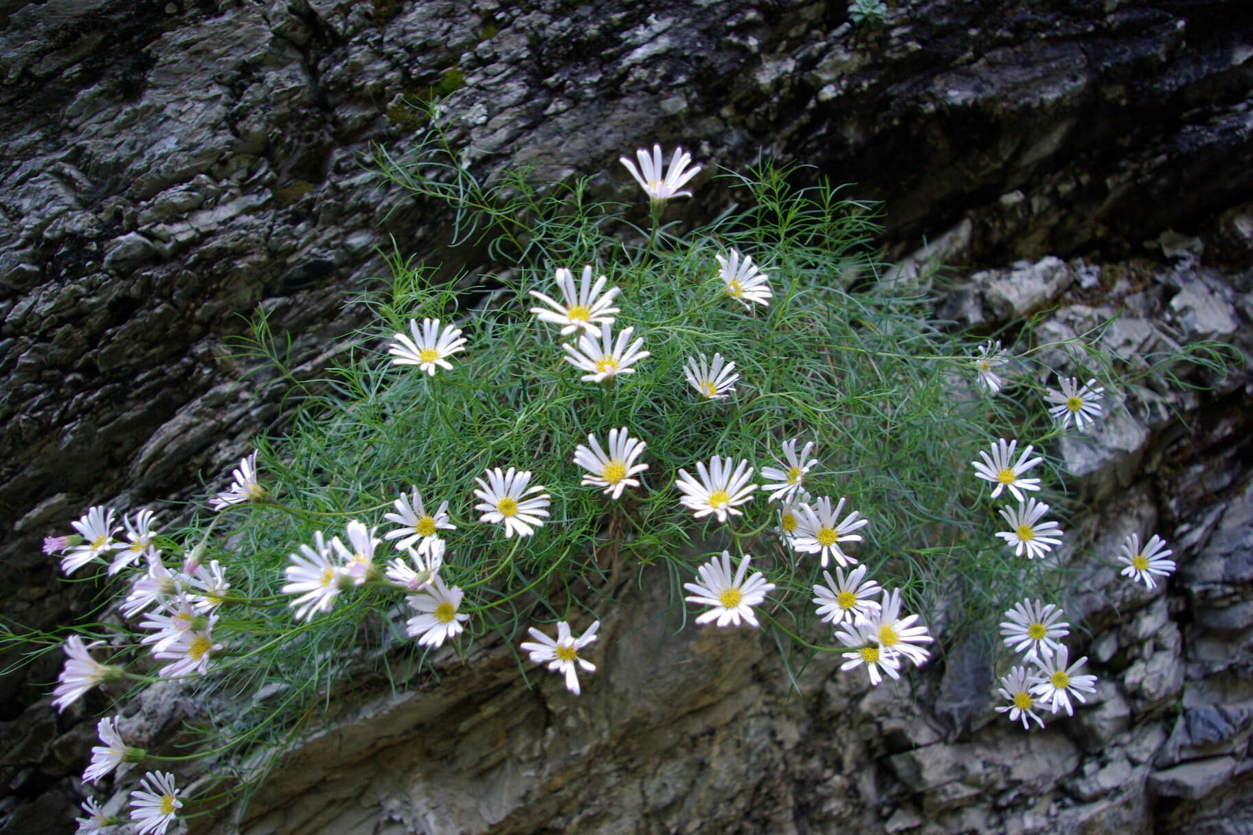 Слика од Kemulariella rosea (Stev.) Tamamsch.