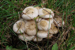 Image of Pholiota gummosa (Lasch) Singer 1951