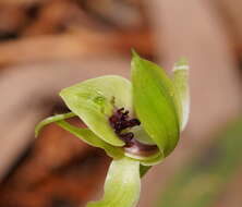 Image of Mountain bird orchid