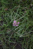 Image of Asclepias fournieri R. E. Woodson