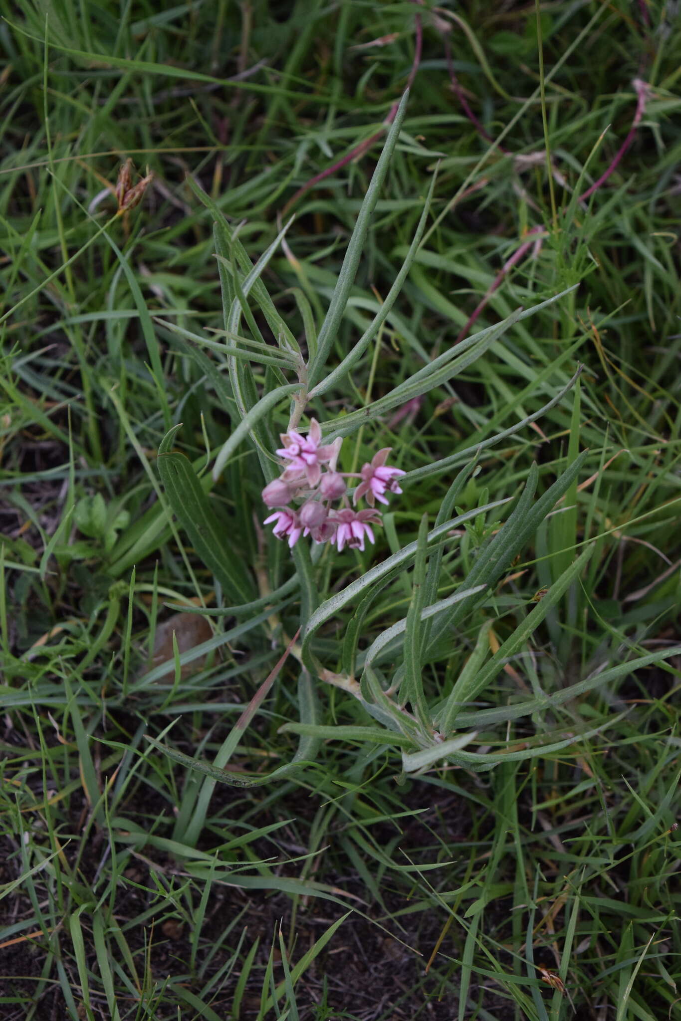 Image of Asclepias fournieri R. E. Woodson