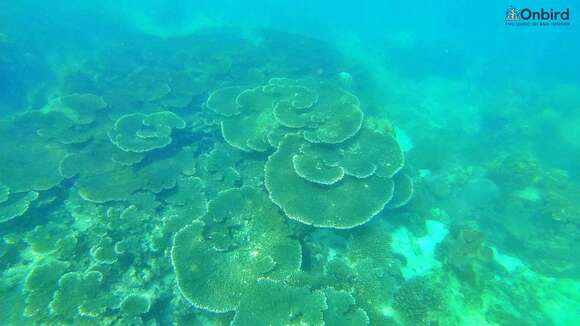 Image of Brush Coral