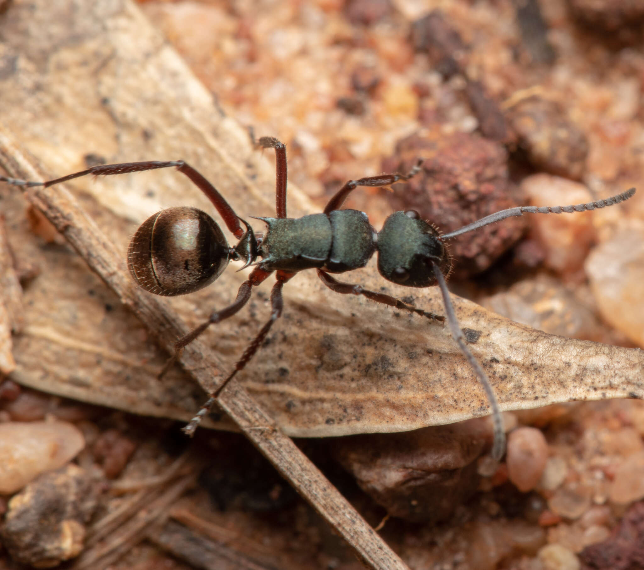 Image of Polyrhachis lydiae Forel 1902