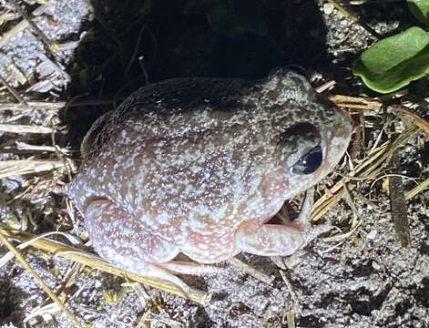 Imagem de Heleioporus psammophilus Lee & Main 1954