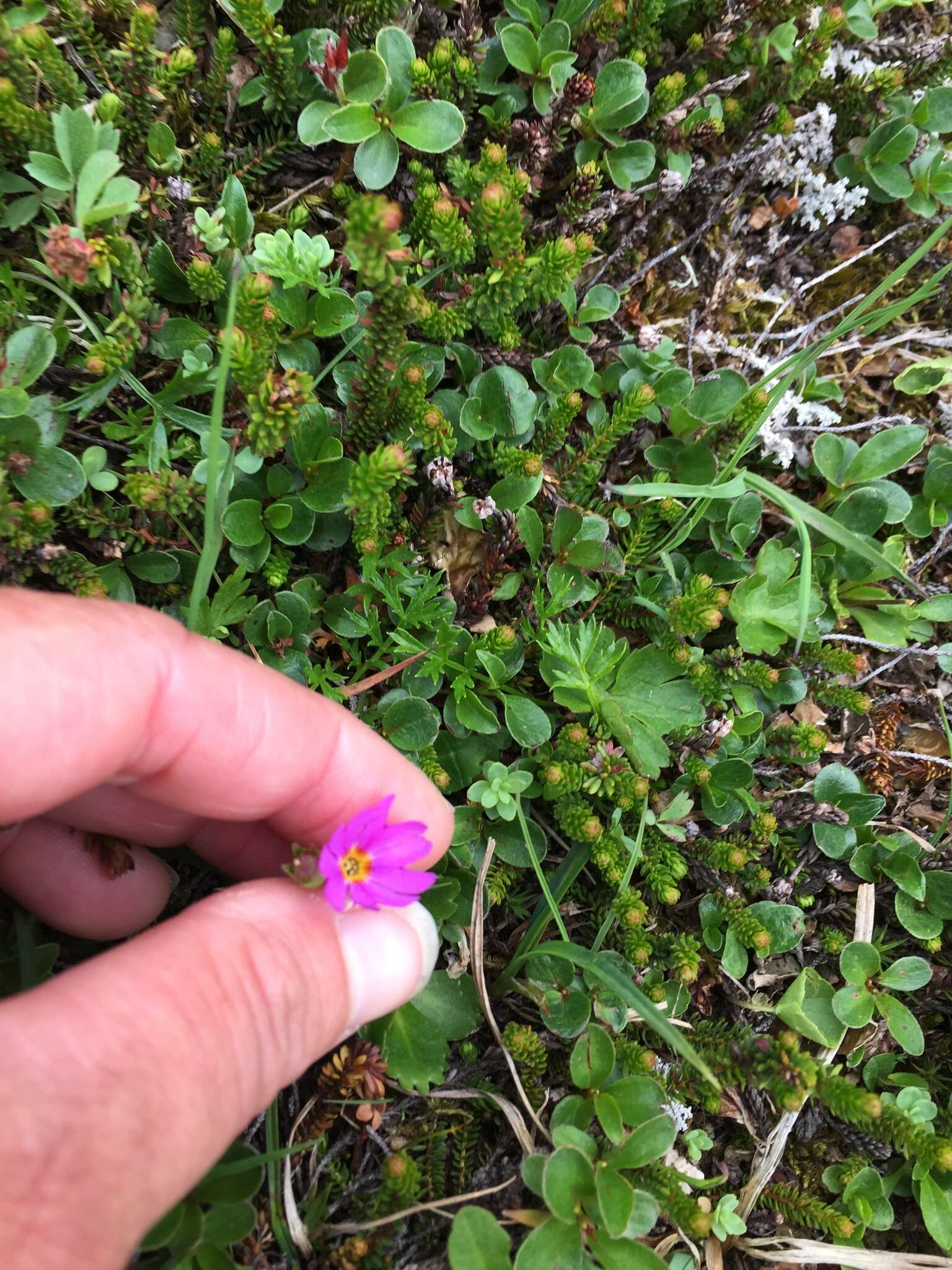 Primula cuneifolia subsp. saxifragifolia (Lehm.) W. W. Sm. & G. Forrest resmi