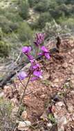 Imagem de Moricandia moricandioides (Boiss.) Heywood