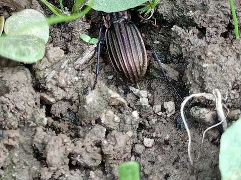 Image of Carabus (Ctenocarabus) melancholicus Fabricius 1798